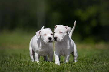 Adorable white American Staffordshire Terrier puppies posing in the park