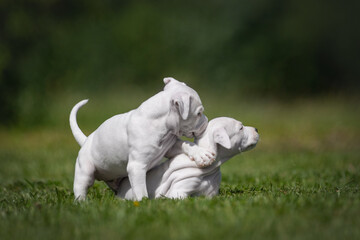 Adorable white American Staffordshire Terrier puppies playing in the park