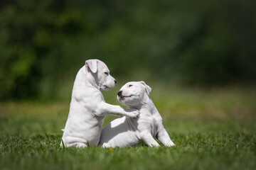 Adorable white American Staffordshire Terrier puppies playing in the park