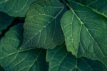 Fototapeta premium Close-Up Of Dark green leaves. Beautiful simple AI generated image in 4K, unique.