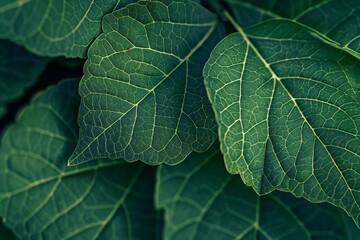 Close-Up Of  Dark green leaves. Beautiful simple AI generated image in 4K, unique.