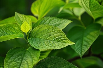 Fototapeta na wymiar Close-Up Of Dark green leaves. Beautiful simple AI generated image in 4K, unique.