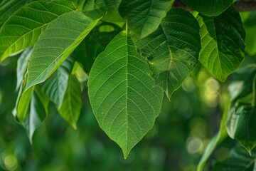 Fototapeta na wymiar Close-up of vibrant green leaf.. Beautiful simple AI generated image in 4K, unique.