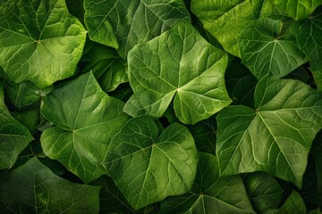 Close-Up Of  Dark green leaves. Beautiful simple AI generated image in 4K, unique.