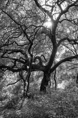 Sunlight filters through the dense network of branches in a forested area, highlighting the intricate patterns and textures of the leaves and tree trunks