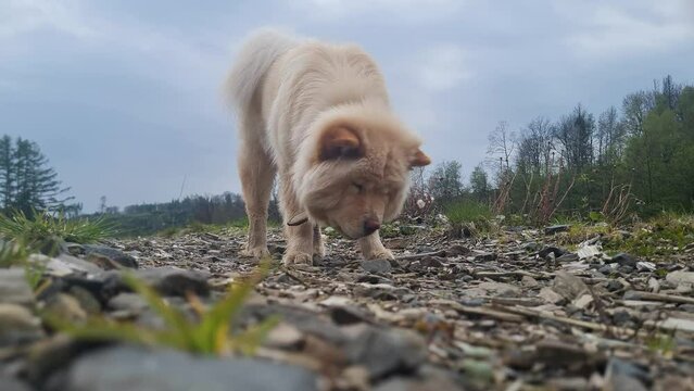 Chow chow Hund frisst im Wald