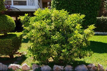 Blooming viburnum lucidum shrub, at springtime, in Glyfada, Greece