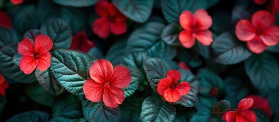 Cluster of Red Flowers Amid Green Leaves