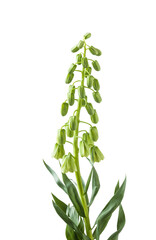 Fritillaria persica 'Ivory Bells'  isolated on white background.
