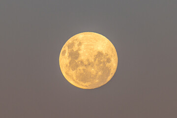 April Pink Moon, Full Moon Rising in the twilight sky
