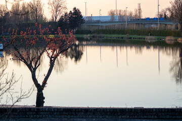 lago