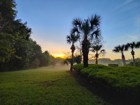 Palm Trees Misty Sunrise