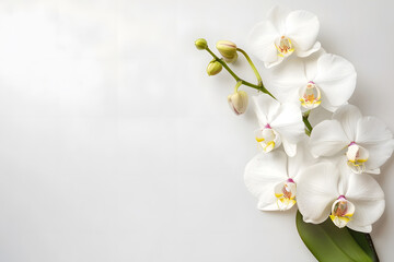 Fototapeta na wymiar Stylish elegant feminine flat lay white floristic background copy space mockup.