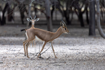 Two young sand gazelles walking in the nature in Sir Bani Yas island in UAE