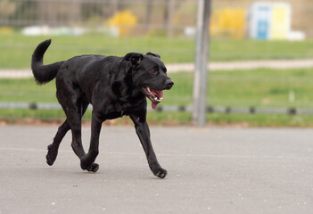 A cane corso german shepherd mix in Jena while training