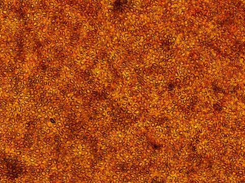 tomato skin under the microscope (Solanum lycopersicum) - optical microscope x100 magnification