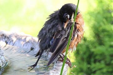 American robin all wet