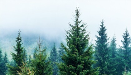Fototapeta na wymiar seamless pattern of watercolor spruce forest in the fog