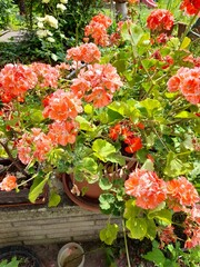 Red flower in the garden