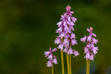 Selective focus of Spanish bluebell, Hyacinthoides hispanica, Endymion hispanicus or Scilla hispanica is a spring-flowering bulbous perennial native to the Iberian Peninsula, Nature floral background.