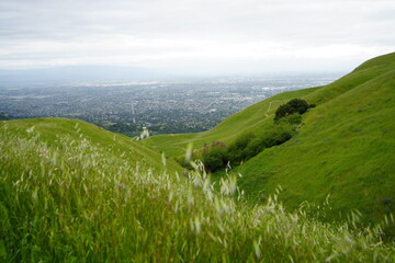 San Jose's skyline emerges faintly in the distance, framed by a vast expanse of lush green...