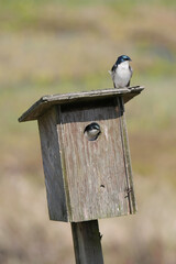 Tree swallows at a birdhouse during a spring season at the Pitt River Dike Scenic Point in Pitt Meadows, British Columbia, Canada