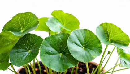 green leaves of centella asiatica asiatic pennywort centella asiatica linn urban tropical herb isolated png
