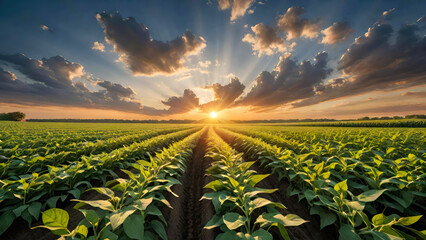 Soybean field with rows of green soya bean plants at sunset.Agricultural industry farm groving genetically modefided food on field.Generative AI