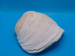 close up image a seashell resting on a blue cloth, image of a seashell sat on a blue cloth. The...