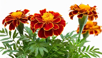 marigold flower stalk with leaves isolated on transparent background cutout