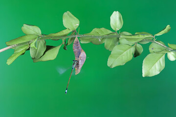The damselfly lands on the butterfly's cocoon, Lime butterfly cocoons on tree branches with...