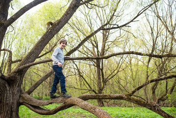 boy climbs a tree, walks along a tree branch in the park in spring