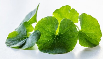 green leaves of centella asiatica asiatic pennywort centella asiatica linn urban tropical herb isolated on white background