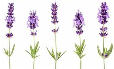 Fototapeta premium Variety of Lavender Flowers Isolated on White Background
