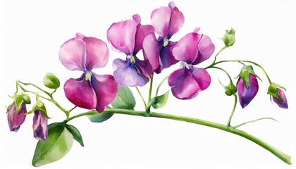 pink sweet pea flower watercolour illustration of purple sweet peas stem isolated on white background