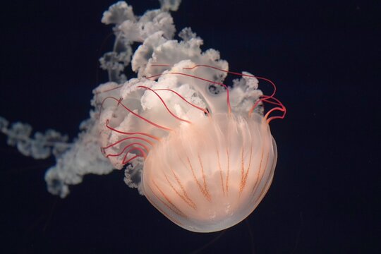 lion's mane jellyfish (Cyanea capillata), also known as the giant jellyfish, arctic red jellyfish, or the hair jelly,is one of the largest known species of jellyfish swimming in dark water