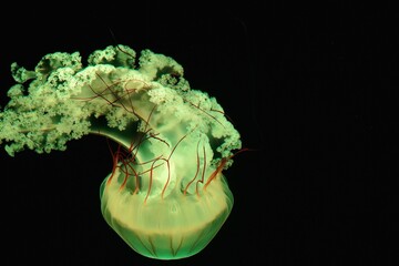 lion's mane jellyfish (Cyanea capillata), also known as the giant jellyfish, arctic red jellyfish,...