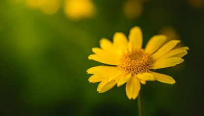 closeup of yellow flower on blurred green background under sunlight with copy space using as background natural flora landscape ecology cover page concept