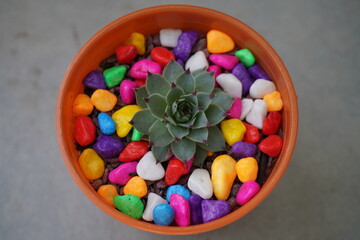 small succulent pot in pot adorned with colored stones