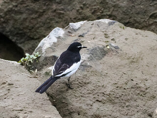 セグロセキレイ