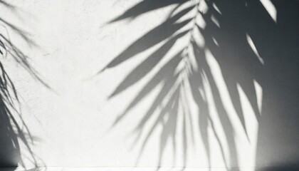 white wall with shadow of yucca leaves overlay sunlight effect shadow on the wall minimal blurred backdrop backgrounds summer tropical surface background