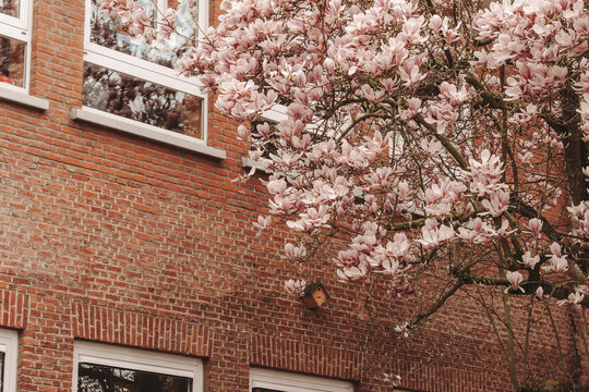 cherry blossom in spring