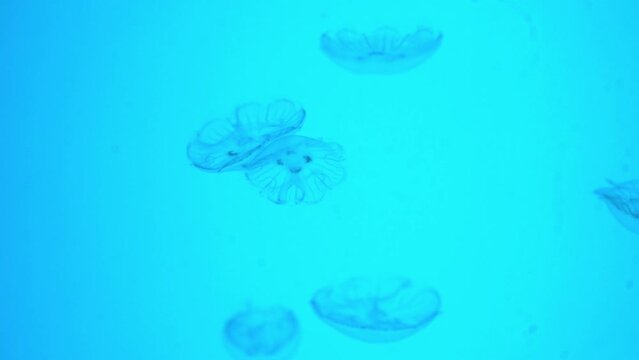 Aurelia aurita (also called the common jellyfish, moon jellyfish, moon jelly or saucer jelly) is a species of the family Ulmaridae.