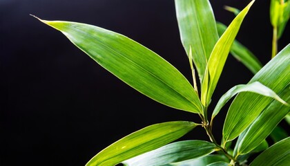 green bamboo leaves on black background