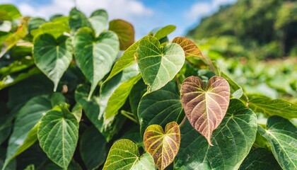 hanging vine tropical forest plant bush with heart shaped green leaves and brown young leaves of purple yam or winged yam dioscorea alata the tropic jungle plant growing in wild