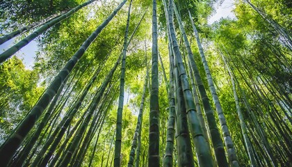 dense bamboo jungle