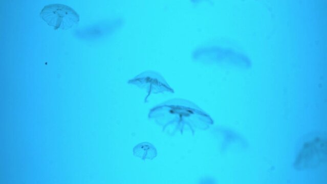 Aurelia aurita (also called the common jellyfish, moon jellyfish, moon jelly or saucer jelly) is a species of the family Ulmaridae.
