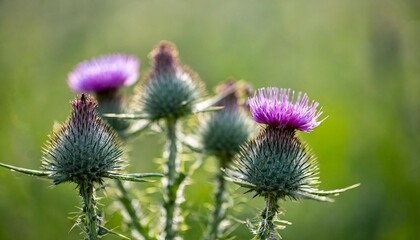 thistle flowers in the field green blur background