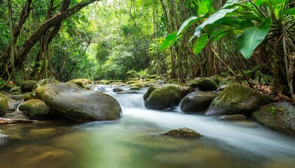 tropical rain forest with river