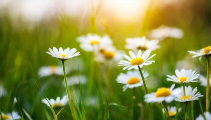 summer outdoors background glade with daisies and grass in the rays of sunlight beautiful colorful artistic image with soft focus at sunset illustration space for text - obrazy, fototapety, plakaty
